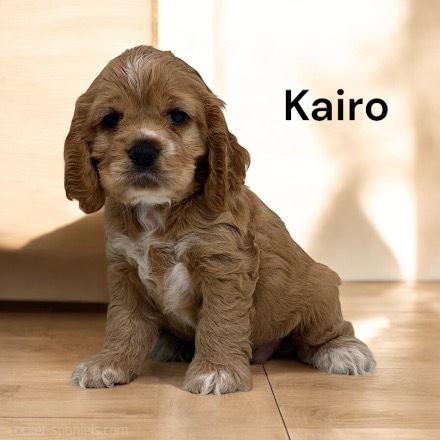 puppy, for, sale, Cocker Spaniel, Joe & Cherri  Overlease, dog, breeder, Miller, MO, dog-breeder, puppy-for-sale, forsale, nearby, find, puppyfind, locator, puppylocator, aca